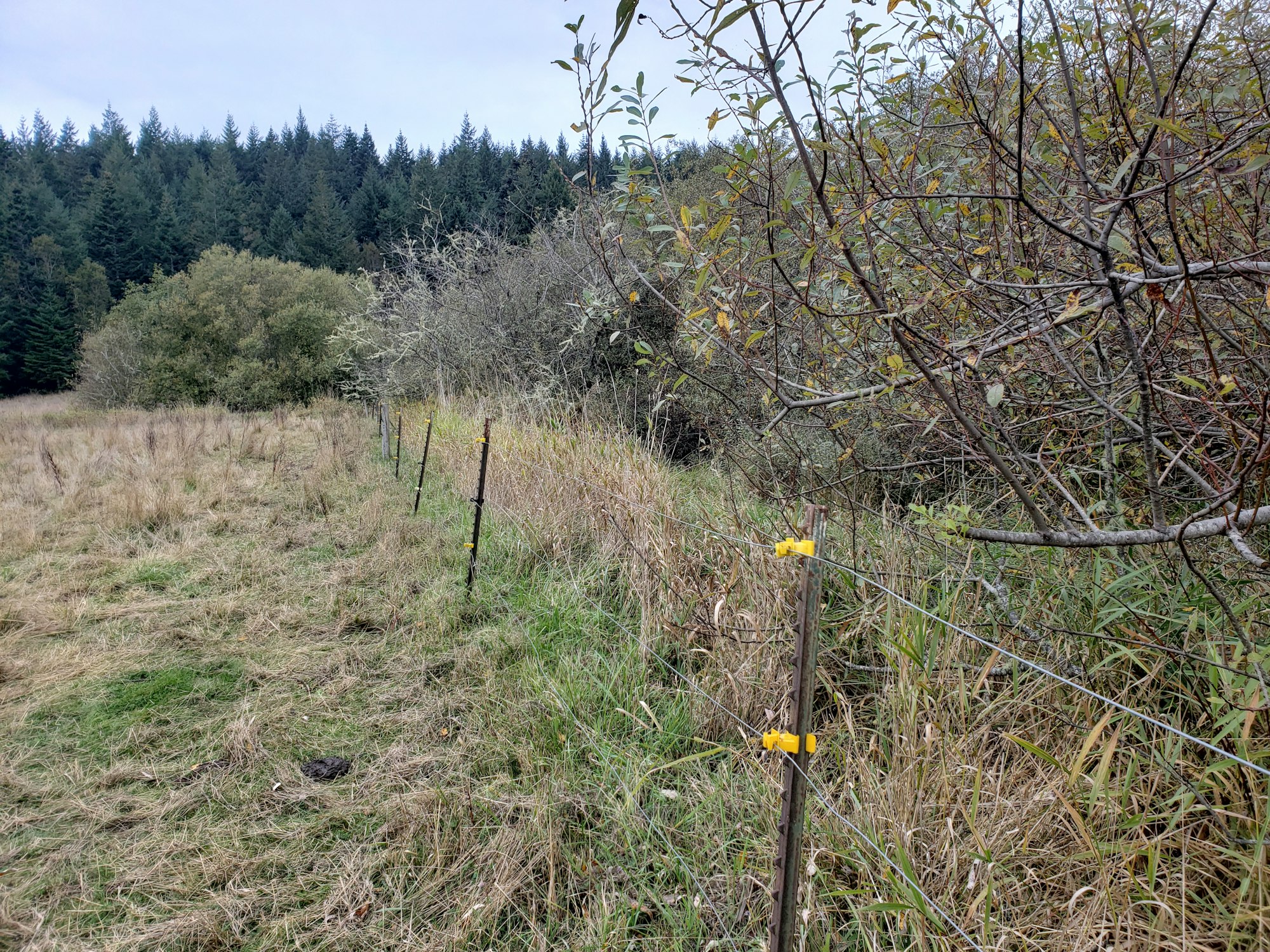 May contain: plant, tree, fir, field, grassland, nature, outdoors, and wilderness