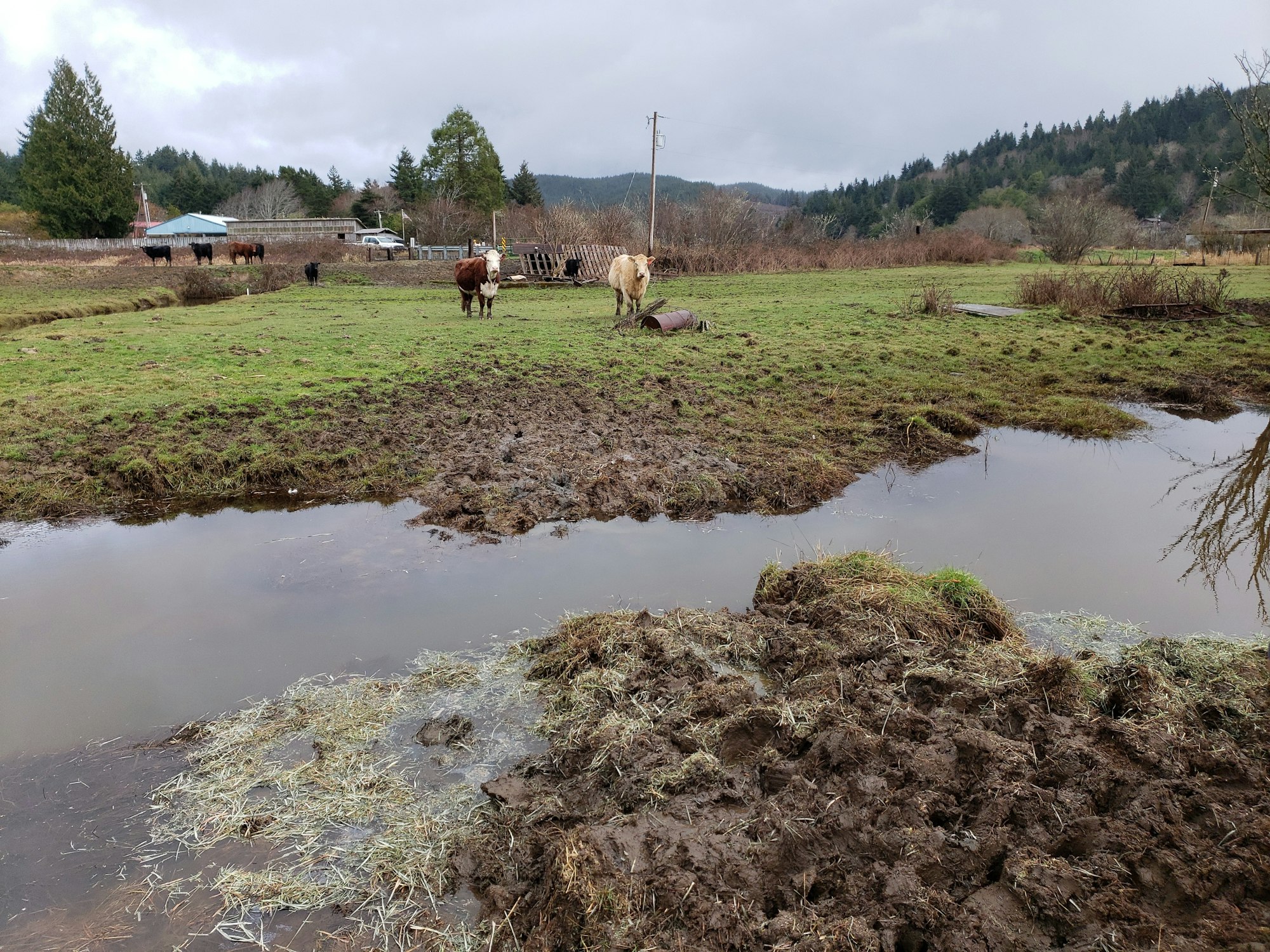 A muddy pasture with cows grazing, standing water, and a backdrop of trees and buildings under a cloudy sky.