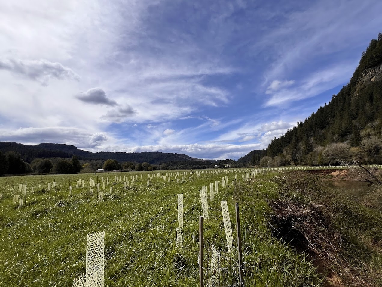A field with protective tubes for young plants, surrounded by mountains under a partly cloudy sky.