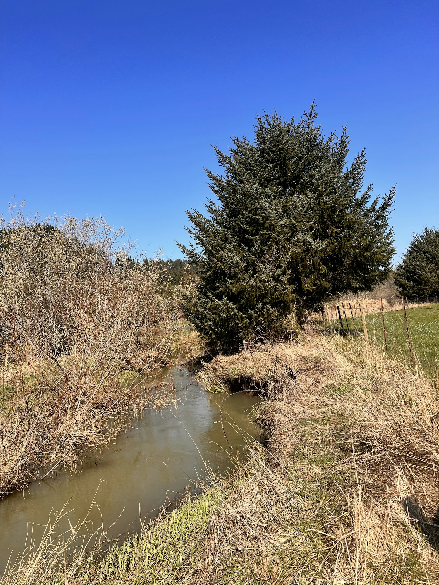 May contain: ditch, outdoors, plant, tree, fir, land, and nature