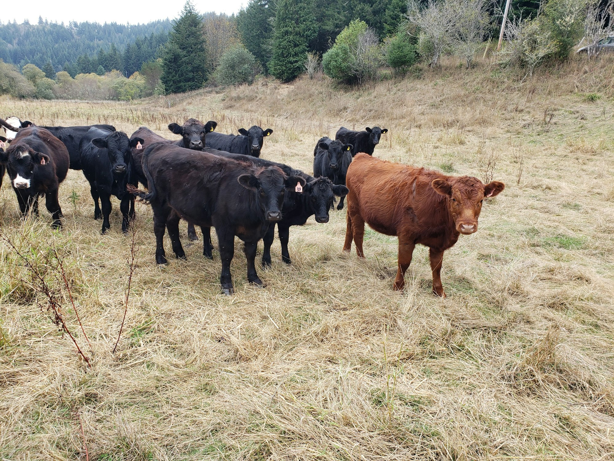 May contain: countryside, farm, nature, outdoors, ranch, rural, field, grassland, animal, cattle, cow, livestock, mammal, bull, pasture, and angus