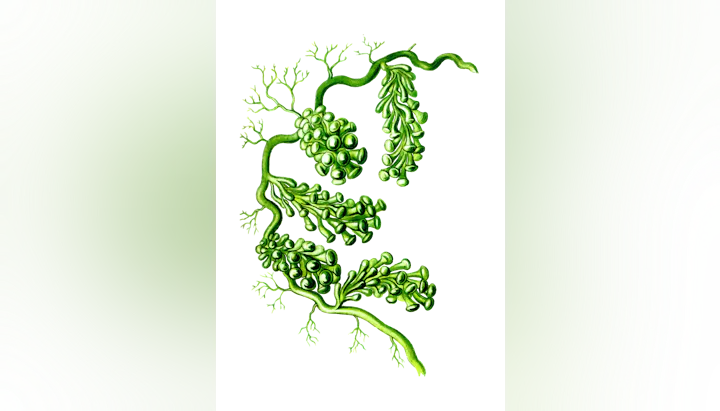 Illustration of a green seaweed with grape-like clusters on branches.