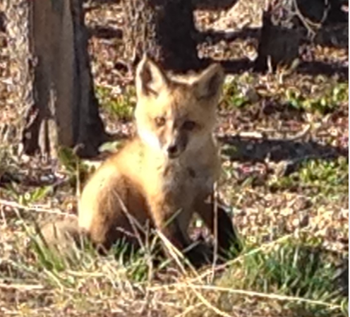 A fox sitting in the sunshine amidst grass and foliage.
