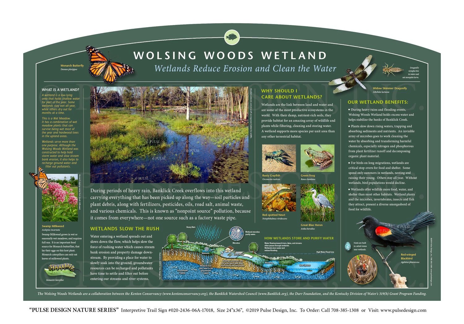 An informative poster about Wolsing Woods Wetland detailing wetland benefits, how they reduce erosion and clean water, and showcasing various species.