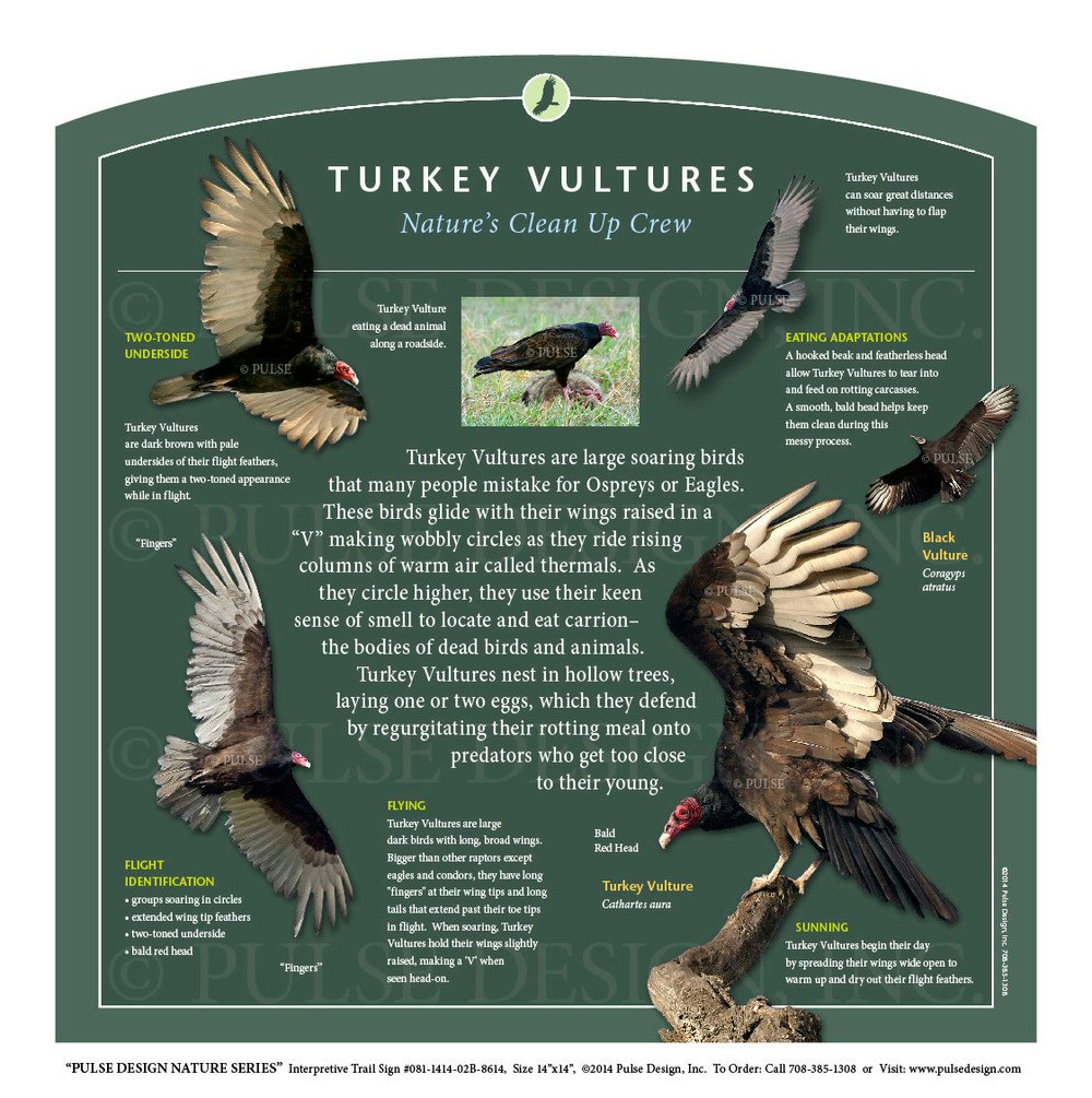 An educational poster about Turkey Vultures, depicting their appearance, flight, and feeding habits as nature's clean-up crew.