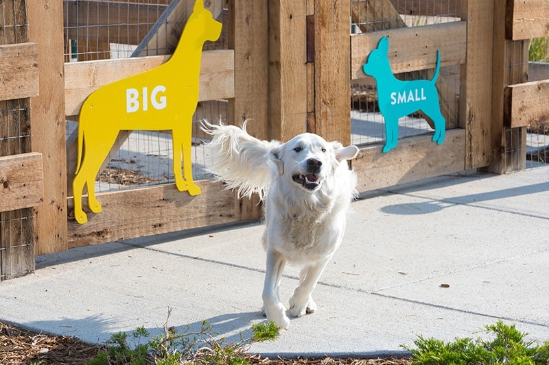 A happy dog running near signs saying "BIG" and "SMALL" with corresponding dog silhouettes.