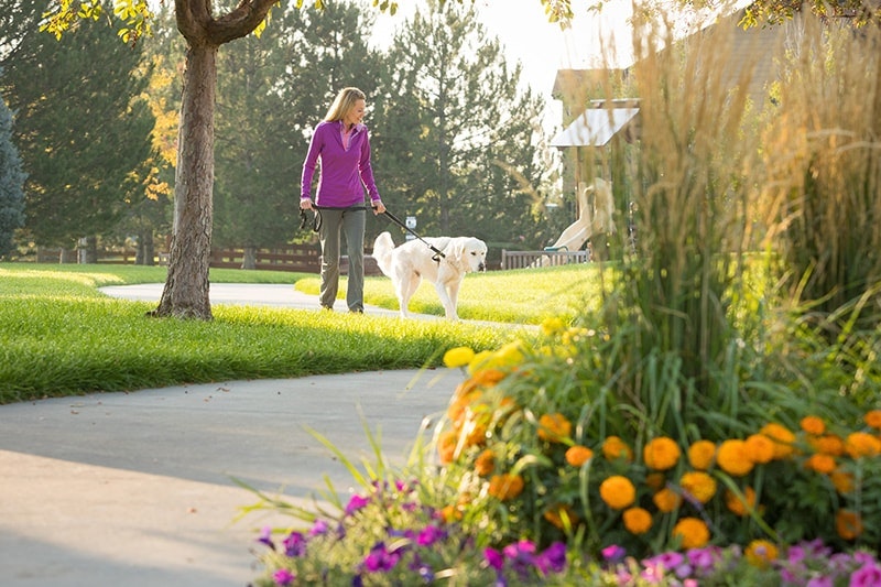 A person walking a dog on a sunlit path with green grass and colorful flowers.