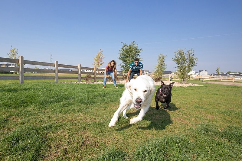 Two dogs running towards the camera with a man and a woman in the background in a sunny park.