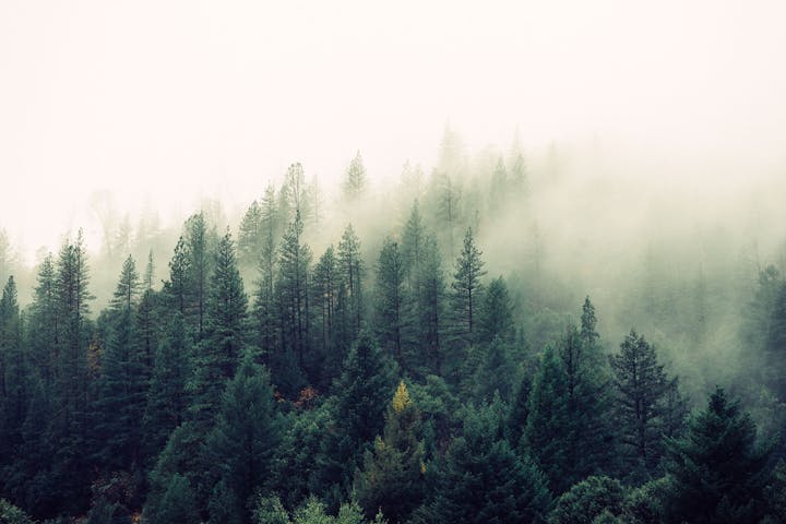 Forest, trees, and fog