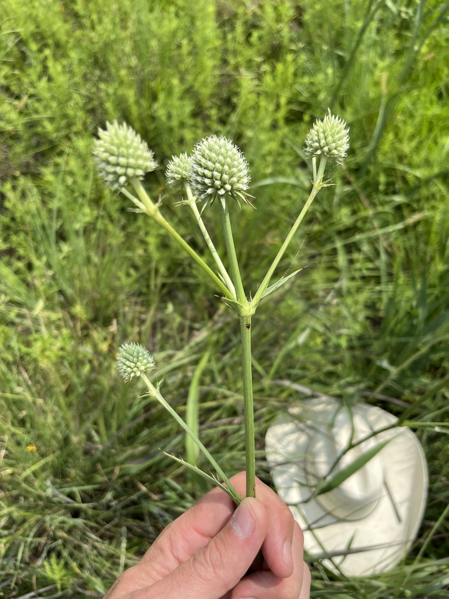 A hand holding a plant with spiky green flowers in a grassy field. A white hat is on the ground behind it.