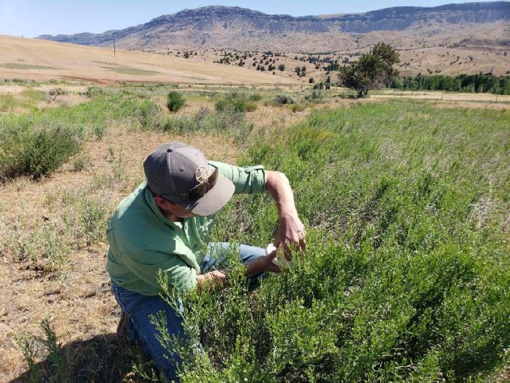 A person examines plants in a field with rolling hills and mountains in the background.