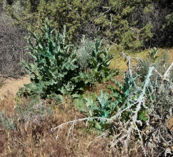 Green and thorny plants mixed with dry, brushy vegetation in a natural setting.