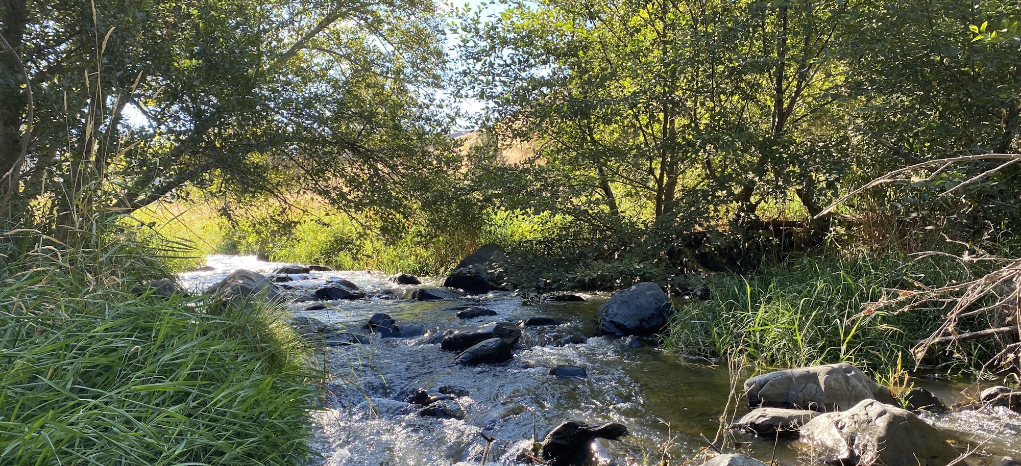 May contain: stream, nature, outdoors, water, creek, vegetation, plant, wilderness, land, jungle, woodland, tree, rock, and rainforest