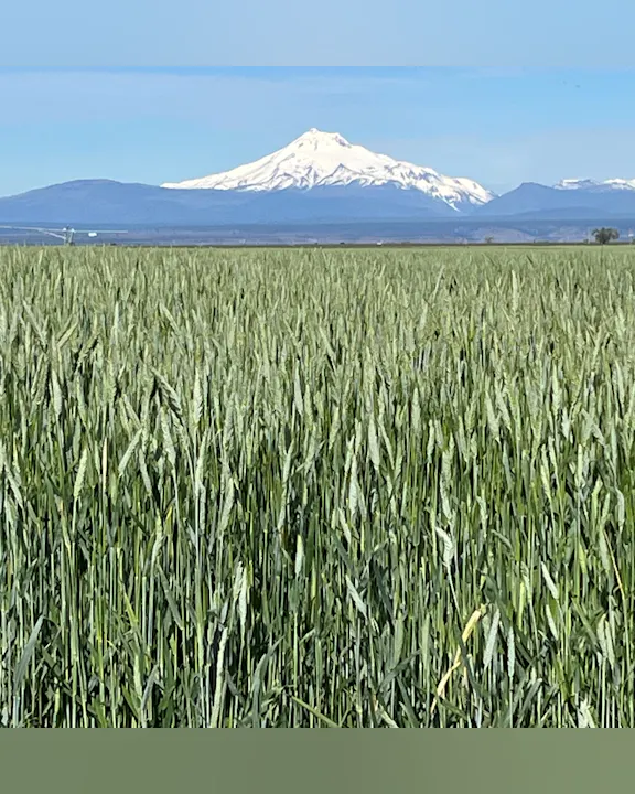 A lush green field with tall grass in the foreground and a snow-capped mountain in the background under a clear blue sky.