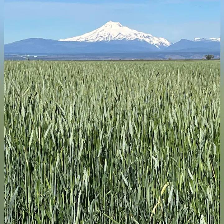 A lush green field with tall grass in the foreground and a snow-capped mountain in the background under a clear blue sky.