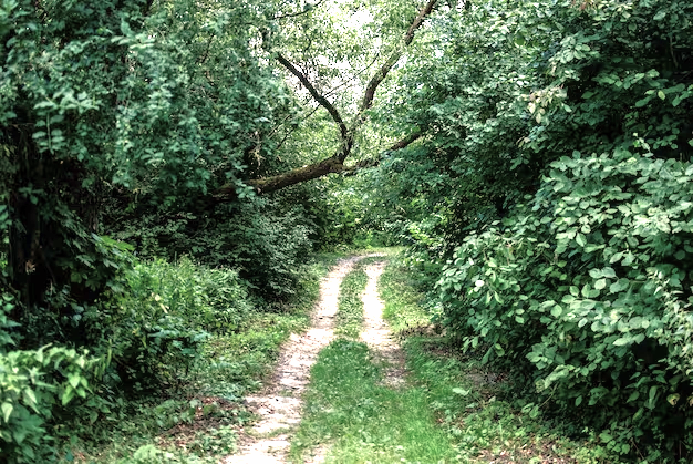A dirt path winds through a lush green forest with dense foliage.