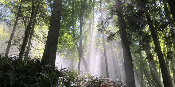Sunbeams filter through a misty forest, illuminating trees and ferns.
