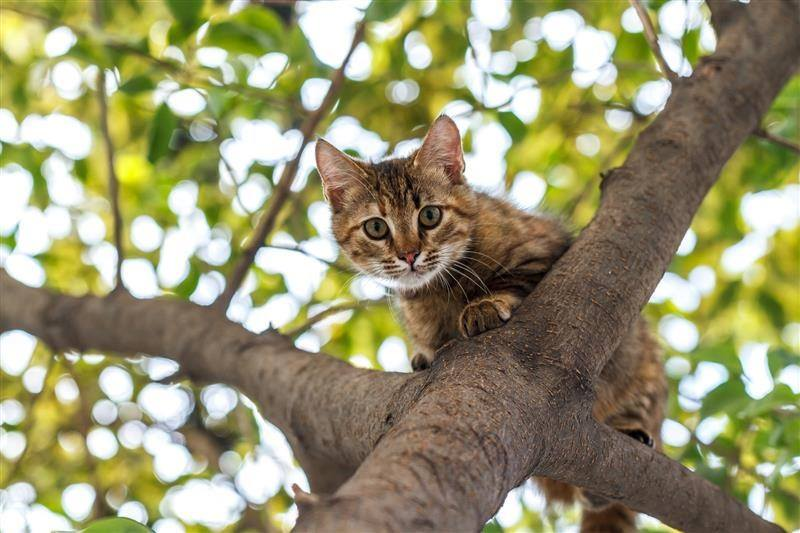 A curious cat perched on a tree branch with green leaves in the background.
