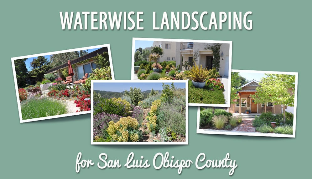 grass, plant, yard, outdoors, nature, bush, vegetation, woodland, tree, land, Waterwise Landscaping