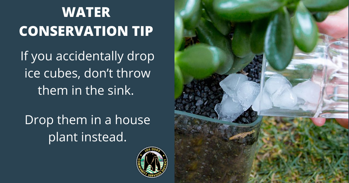 A tip for water conservation: drop ice cubes in a house plant instead of the sink to save water.