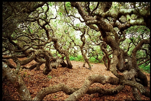 May contain: plant, tree, vegetation, land, forest, outdoors, woodland, nature, grove, oak, tree trunk, and jungle