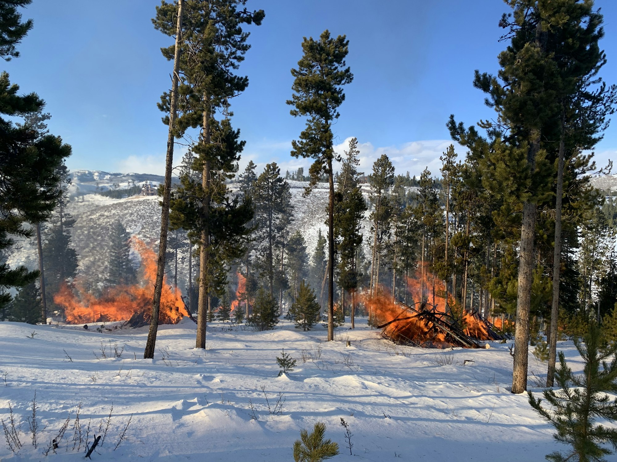 A forest with snow-covered ground and two controlled fires burning in the distance.