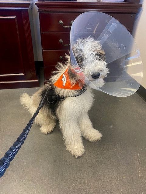 May contain: accessories, strap, animal, canine, dog, mammal, pet, and puppy