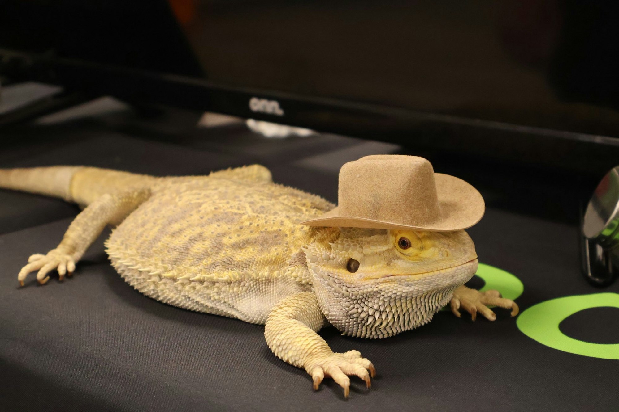 A bearded dragon wearing a small cowboy hat, lying on a surface.