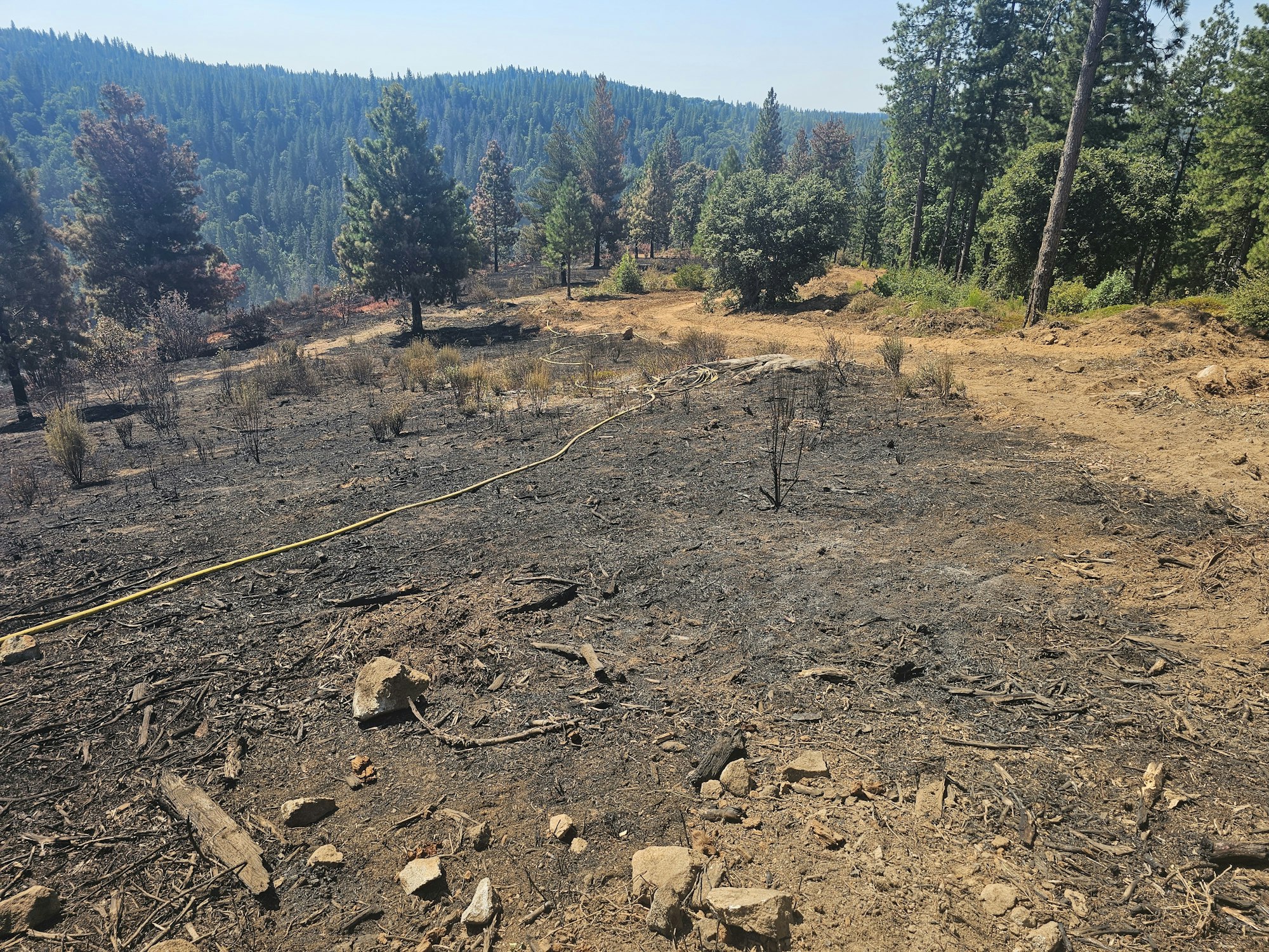 Charred ground with scattered trees and a hose, indicating a recent wildfire in a forested area.