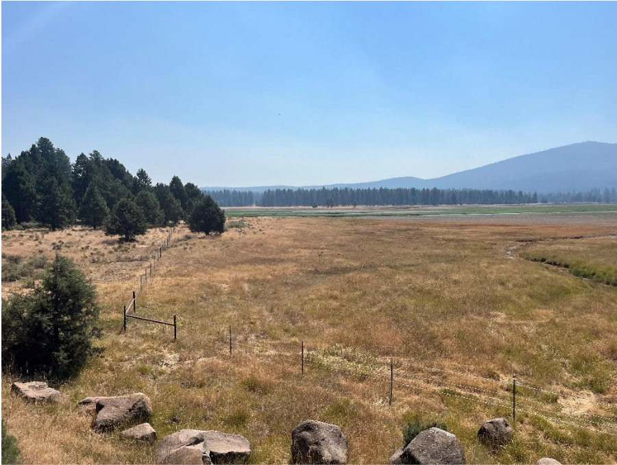 A vast grassy field with scattered rocks, trees on the left, and distant blue mountains under a clear sky.