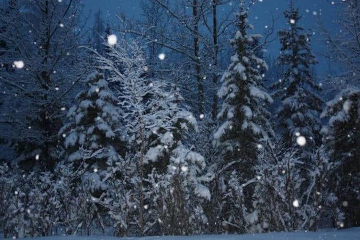 Snow-covered trees in a forest at night with snowflakes falling.