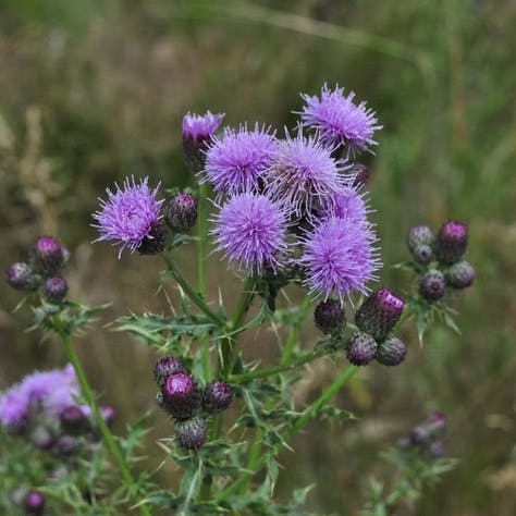 Close-up of purple thistle flowers with spiky green leaves against a blurred natural background.