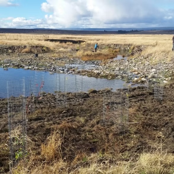 A grassy landscape with a small pond, some wire structures, and a person in blue working near the water.