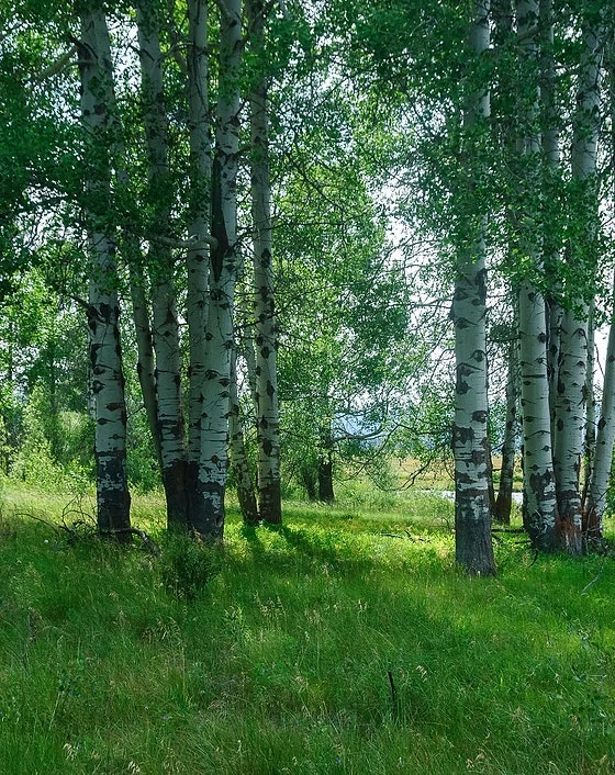 A grove of birch trees with white bark and lush green foliage in a grassy meadow.