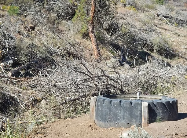 An old tire repurposed as a water trough in a dry, brush-filled landscape.