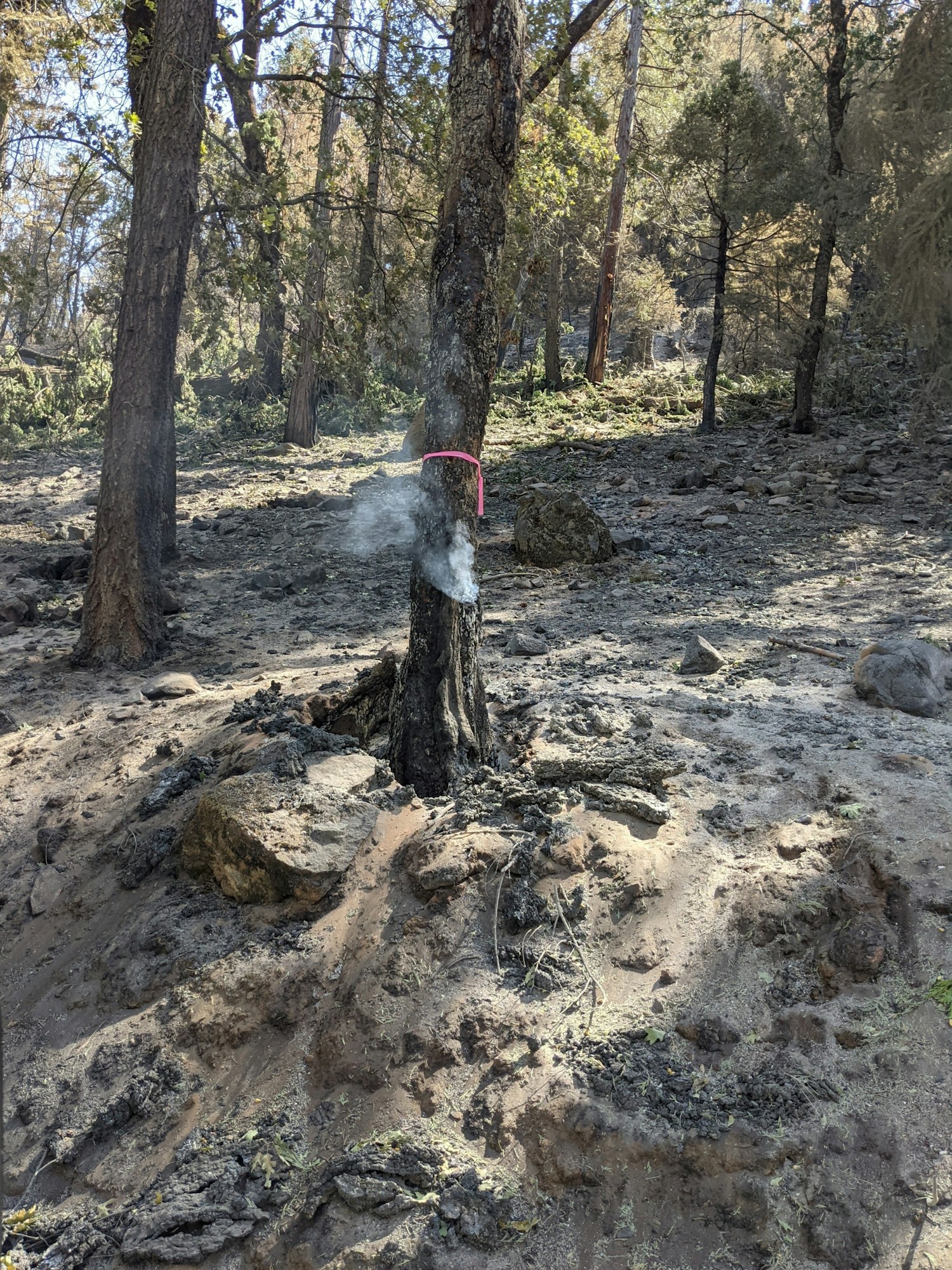 Tree burned by Caldor Fire tagged for takedown