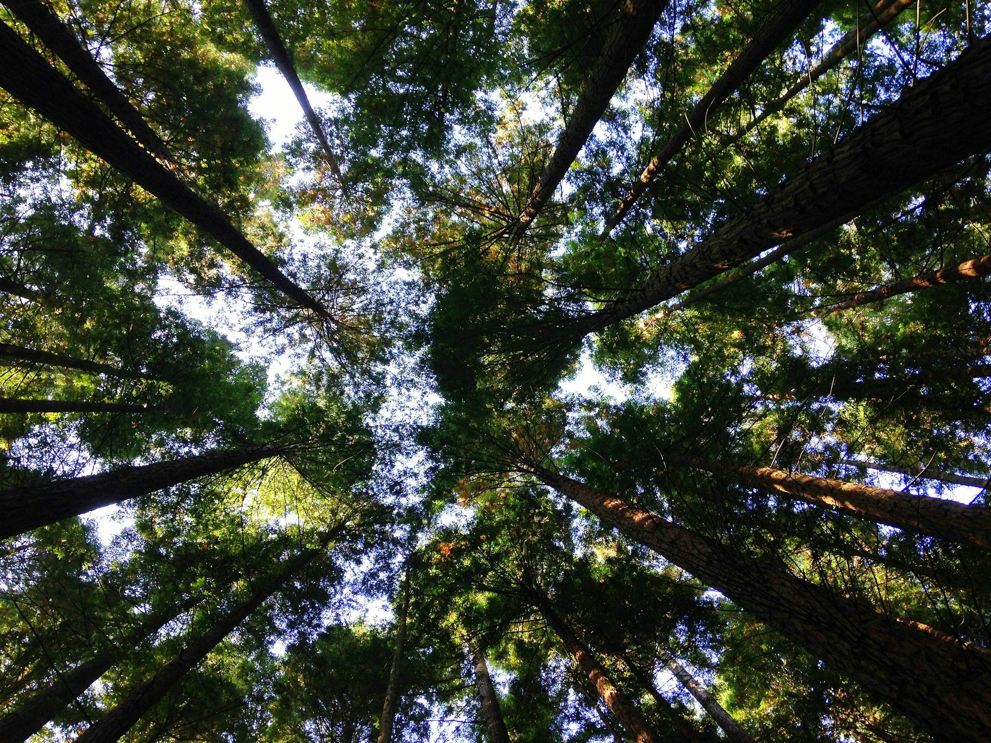 May contain: tree, plant, redwood, flare, and light