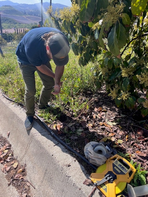 A person using a measuring tool in a garden area near a sidewalk, surrounded by foliage.