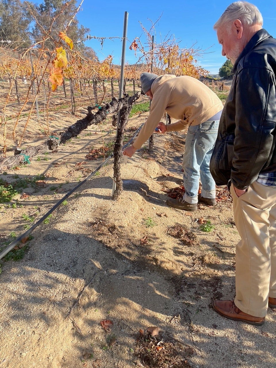 Two people examining vineyard rows with autumn foliage under a sunny sky.