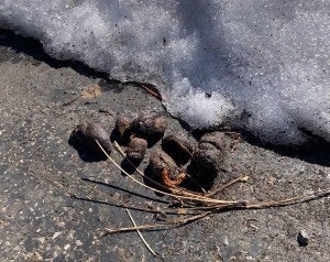 Melted snow on asphalt with debris.