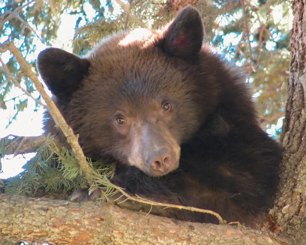 A bear cub is nestled on a tree branch, gazing forward.