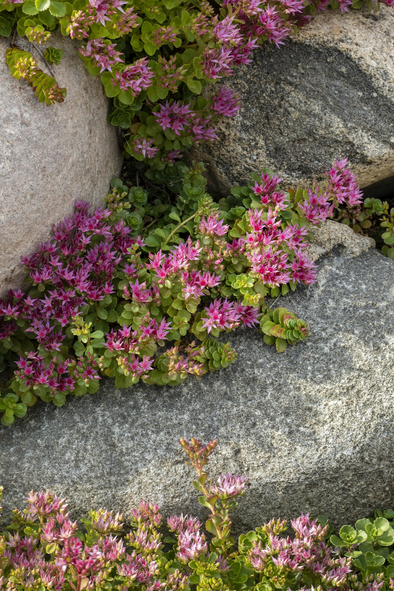 Pink flowers and green foliage growing between large grey rocks.