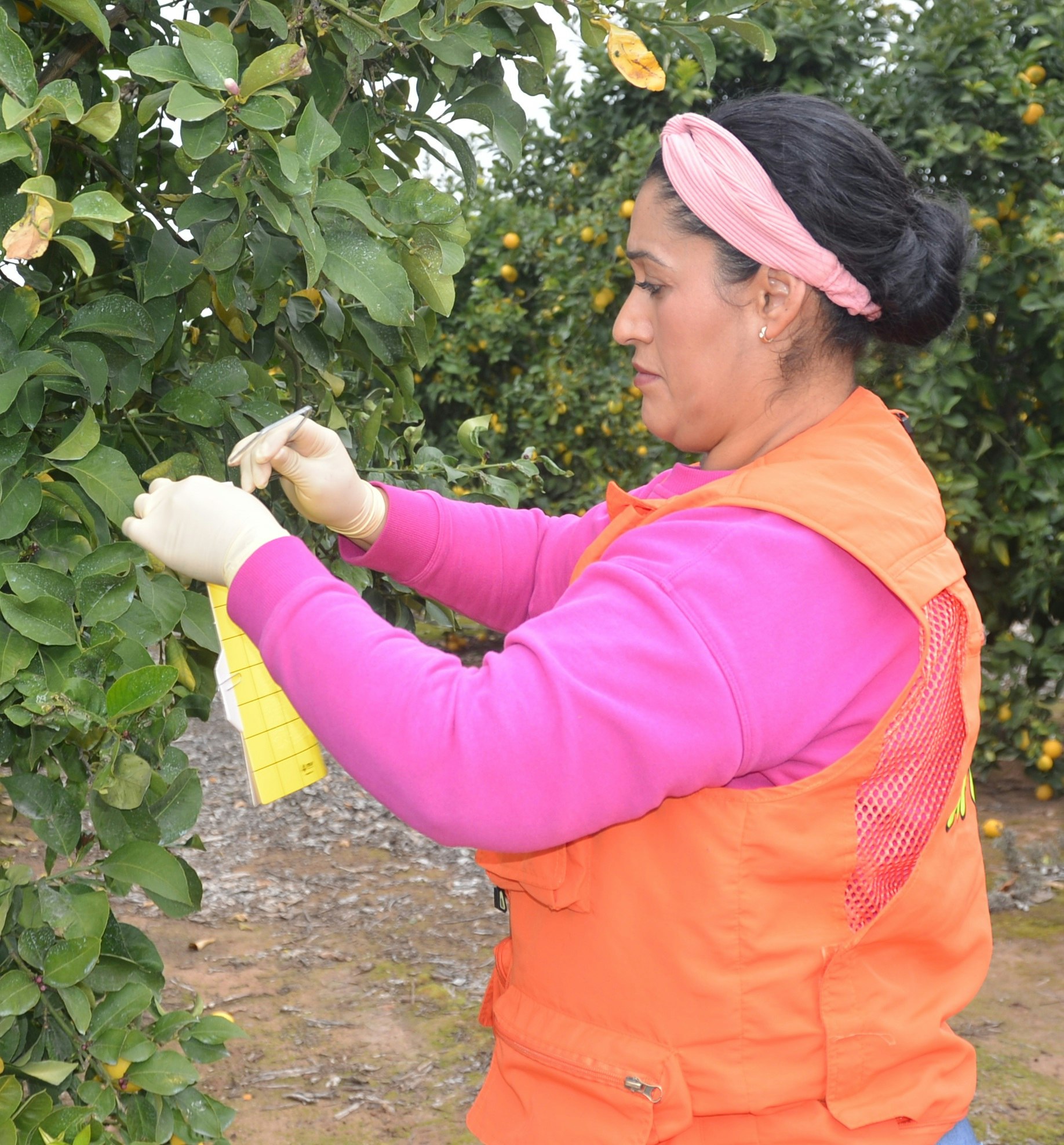 A person in an orange vest and pink hoodie examines leaves and attaches a yellow sheet to a tree.