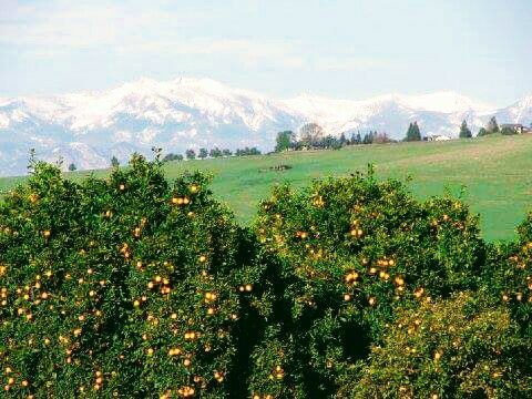 Citrus trees in the country with mountains in the background