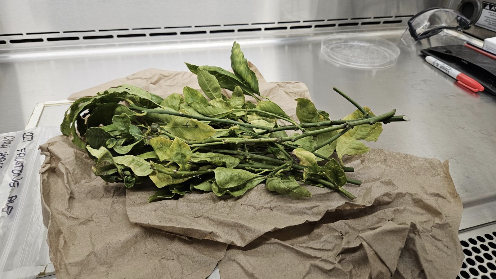 Wilted green leafy vegetables on brown paper with lab equipment in background.
