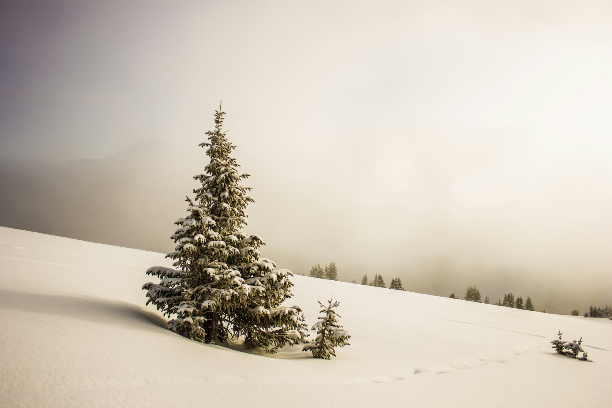 May contain: tree, plant, fir, abies, ornament, christmas tree, nature, outdoors, and conifer
