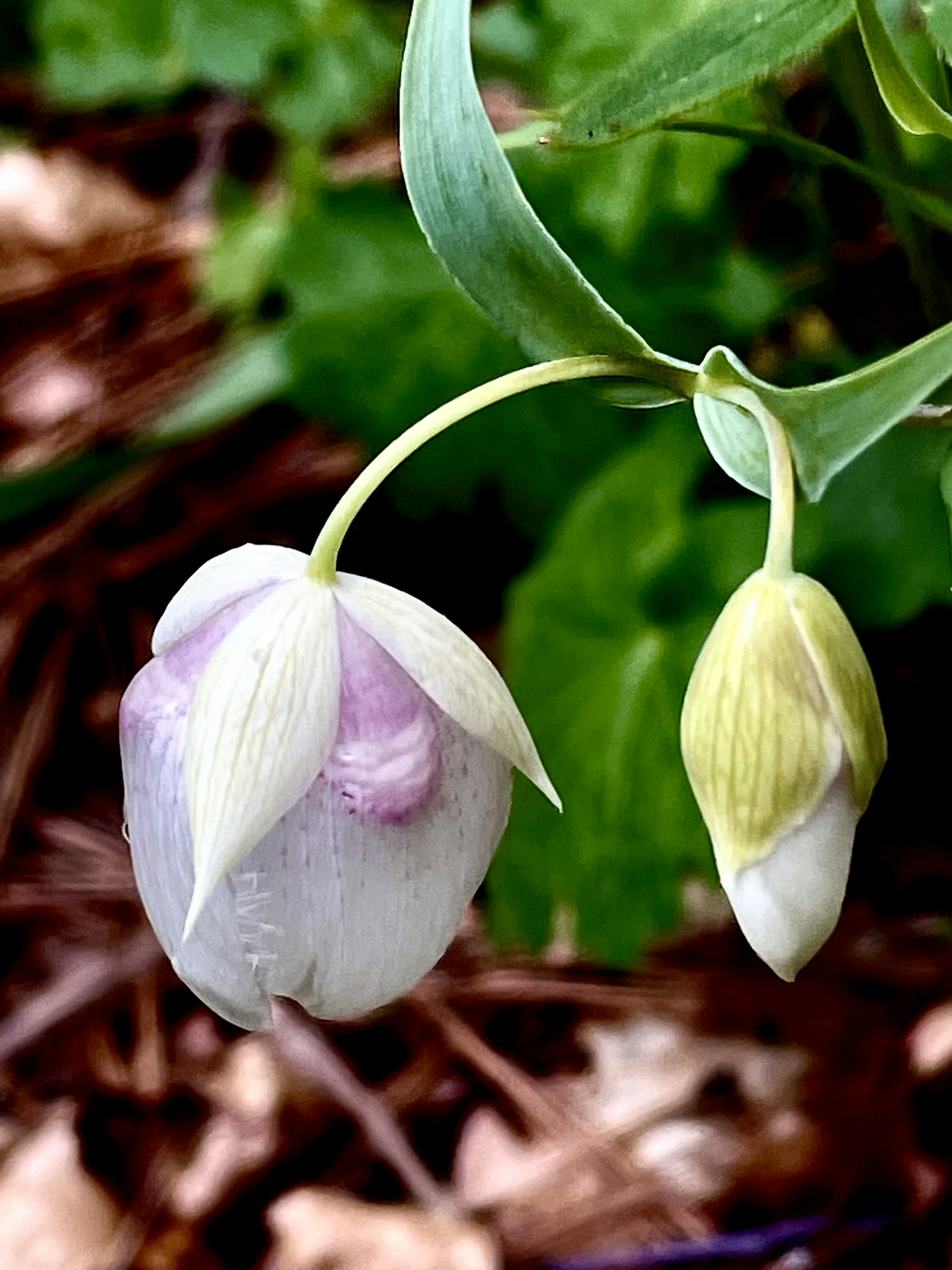 Two hanging buds with white petals and pink-purple hues, set against a green leafy background.