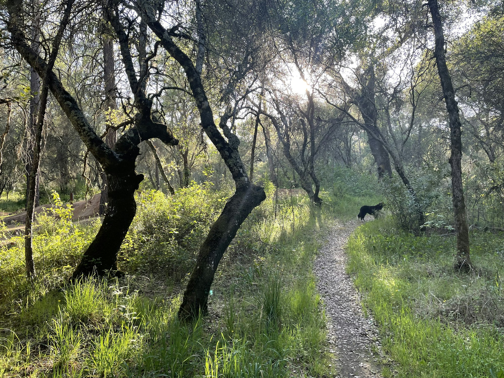 A dog on a forest path surrounded by trees and greenery, with sunlight filtering through the branches.