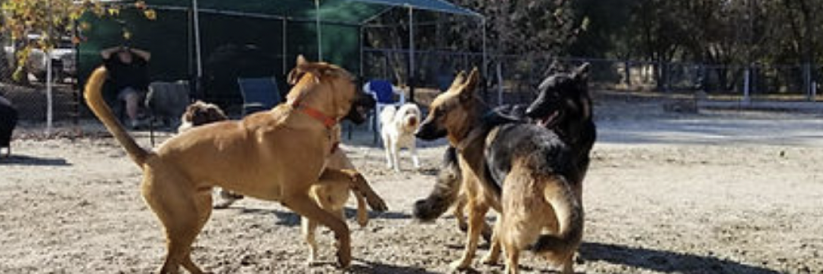 Dogs playing together outdoors in a fenced area.