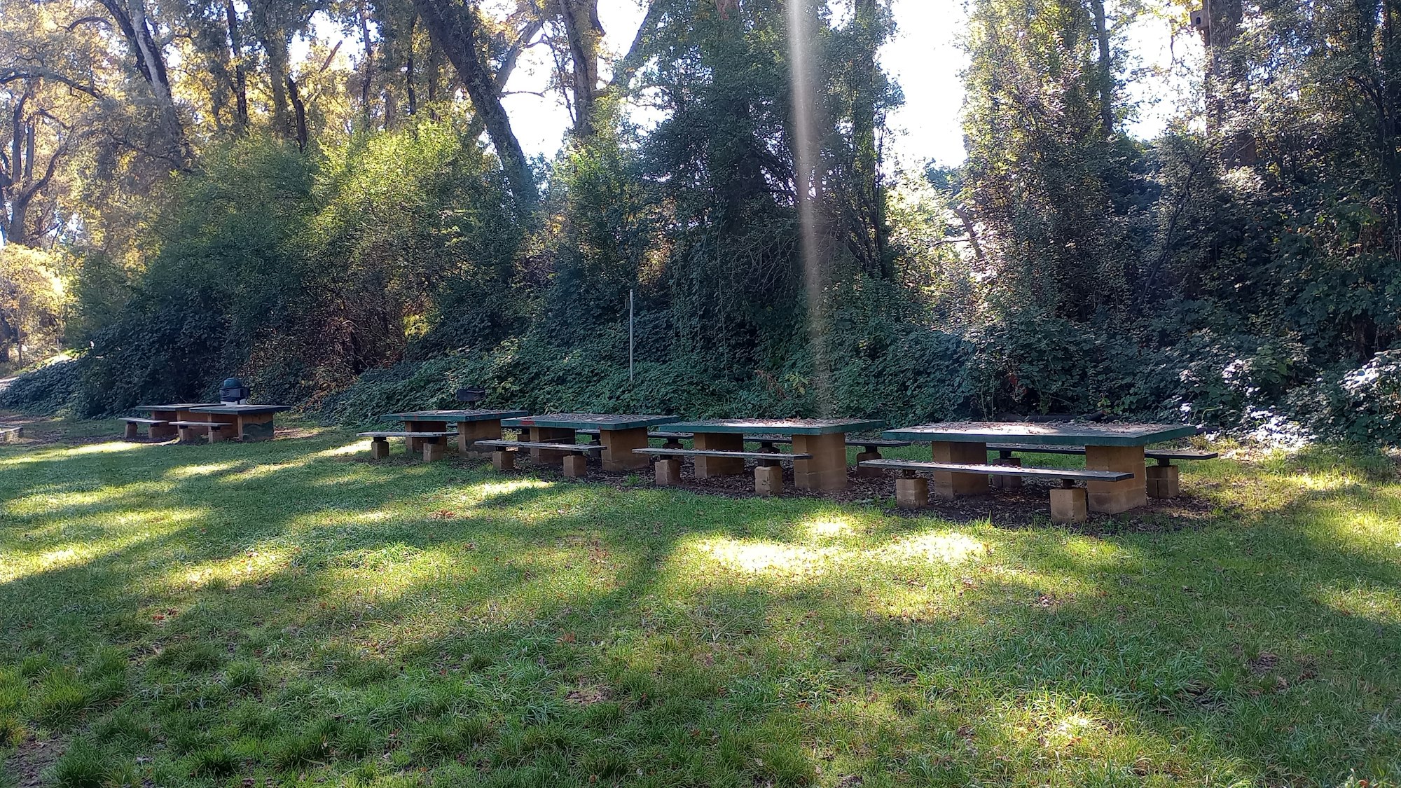 Picnic tables and BBQ grills in a grassy, wooded area with sunlight filtering through the trees.